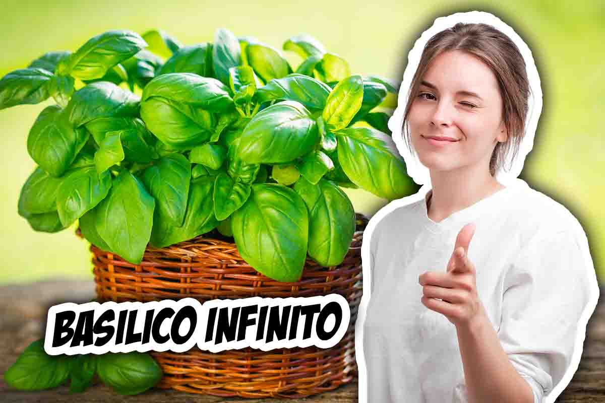 basilico infinito, come fare per non comprare piante in continuazione 