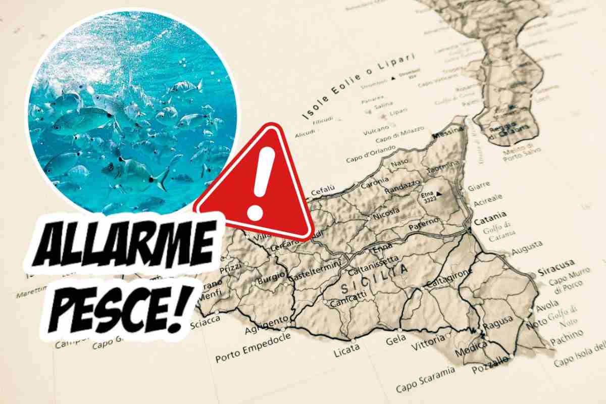 Allarme pesce in Sicilia rischio elevato