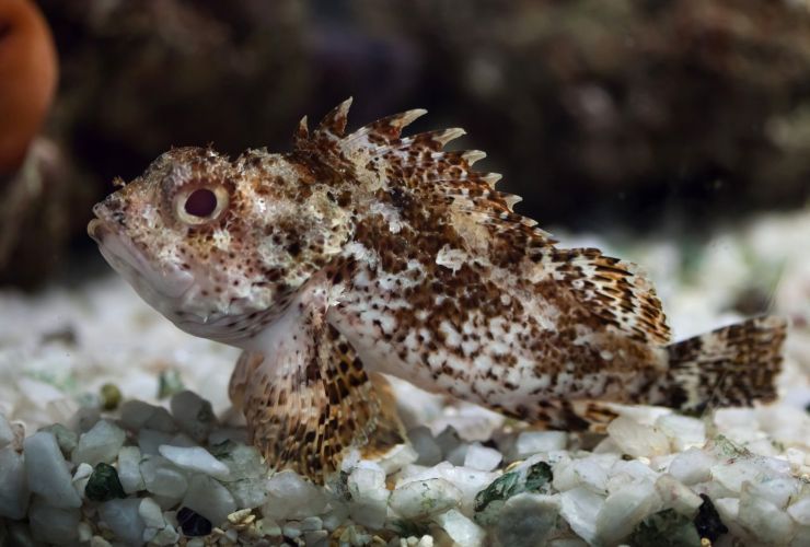 Specie marina a rischio in Sicilia