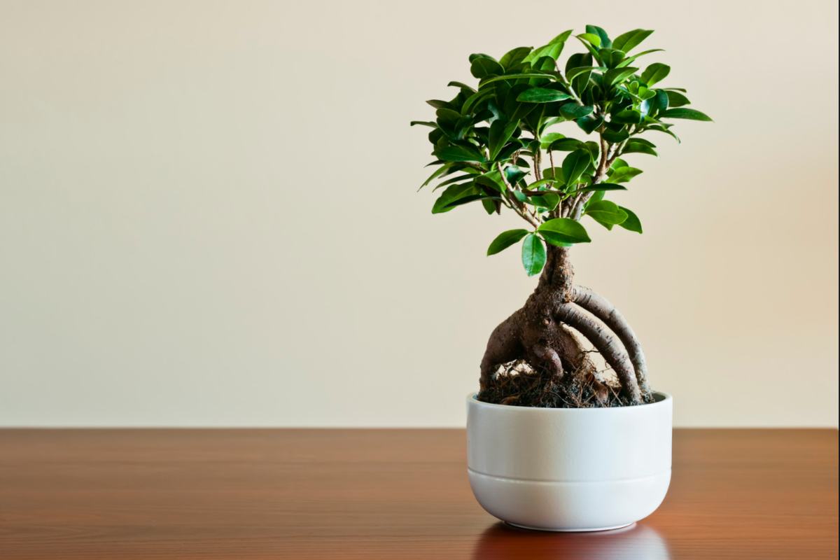 Bonsai casa