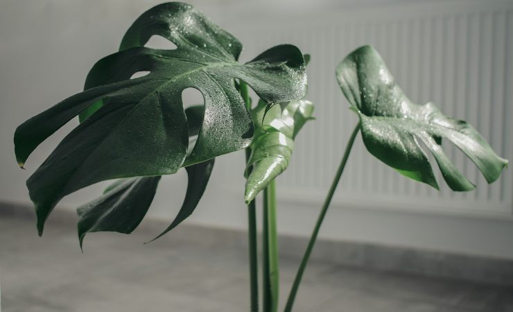 piante eleganti