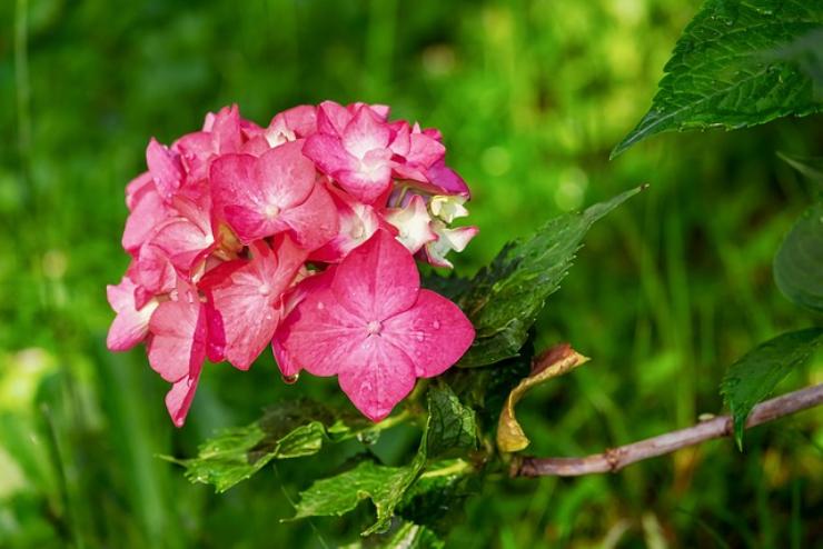 Trucco del giardiniere