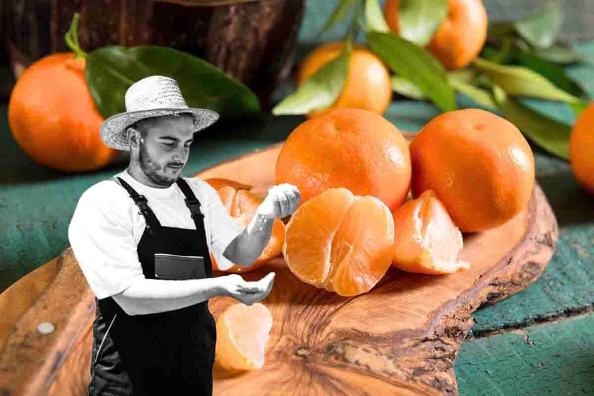 Mandarini hanno una colorazione diversa