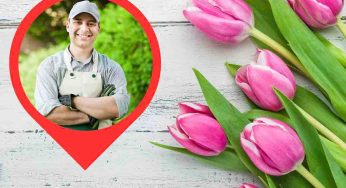 Lunga vita ai tulipani: con il trucco del giardiniere saranno bellissimi per settimane, ti basta fare così