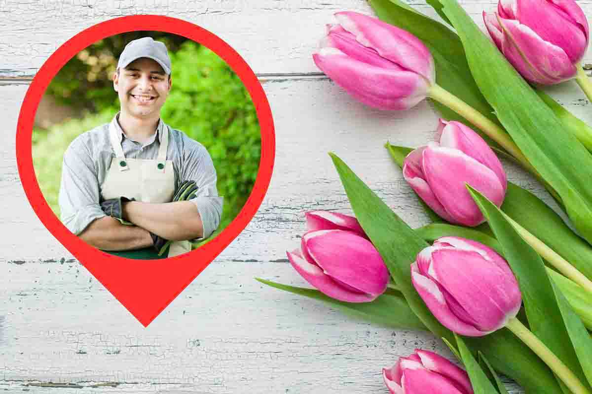 Come prendersi cura dei propri tulipani in vaso