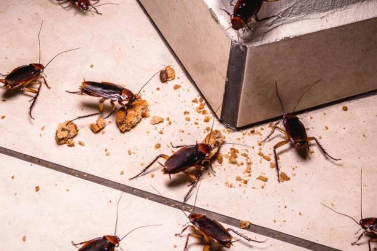 Come allontanare gli scarafaggi dalla cucina