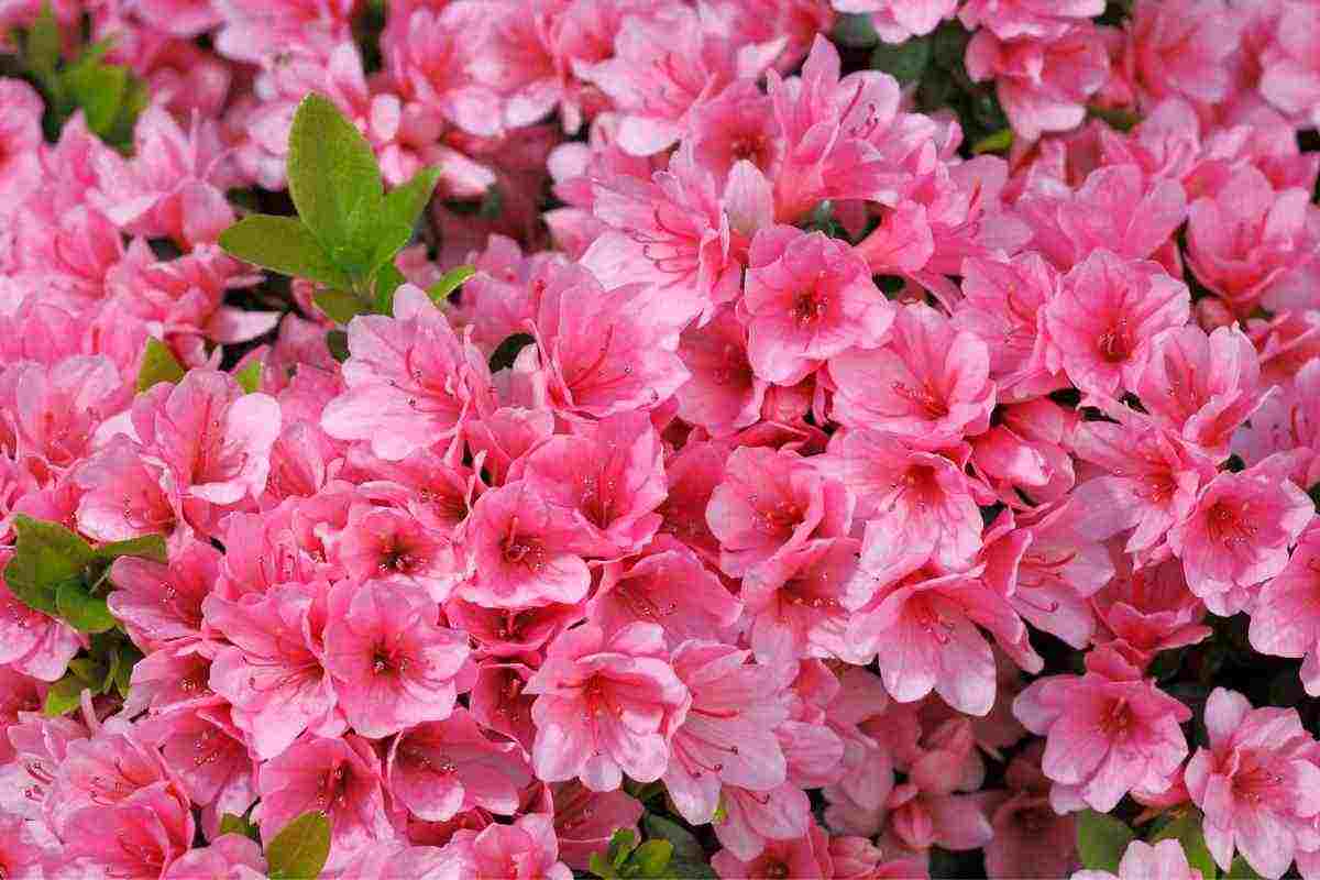 Azalea in giardino o balcone, cosa sapere