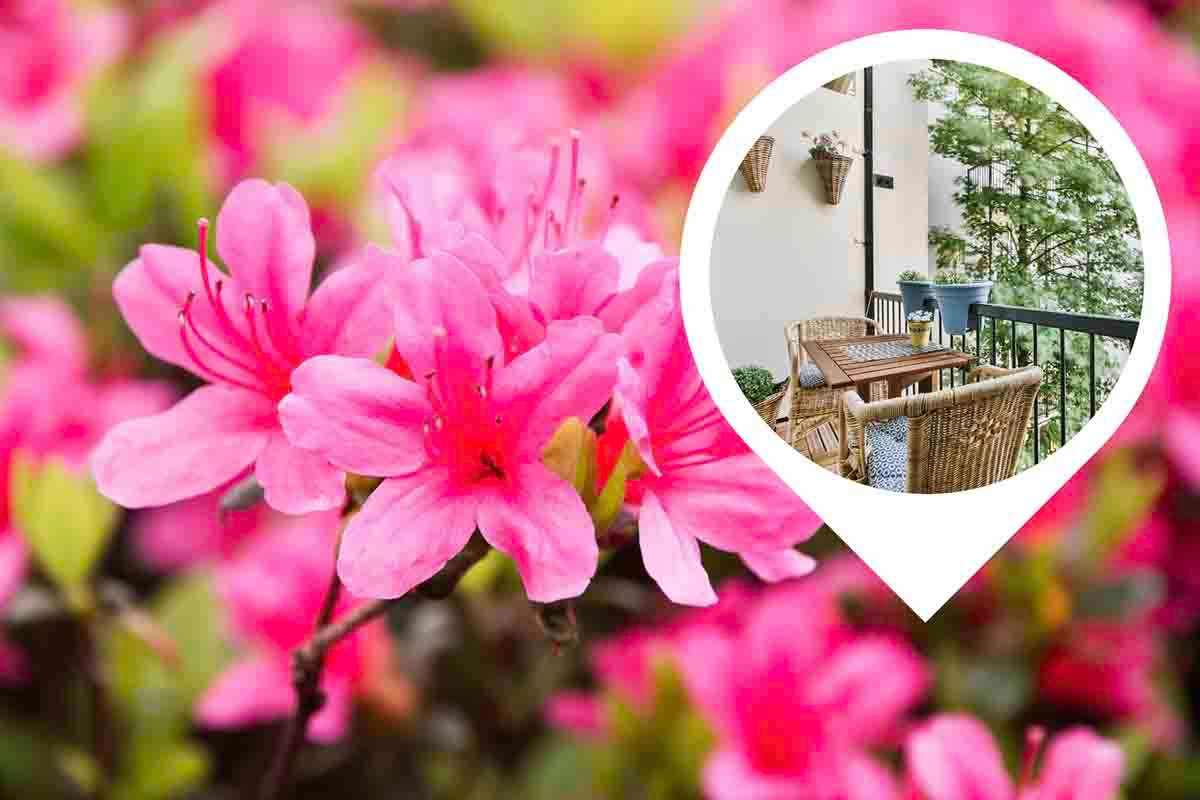 Perché piantare l'azalea in giardino o balcone