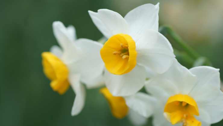 Ecco il fiore perfetto per giardino e balcone: il narciso