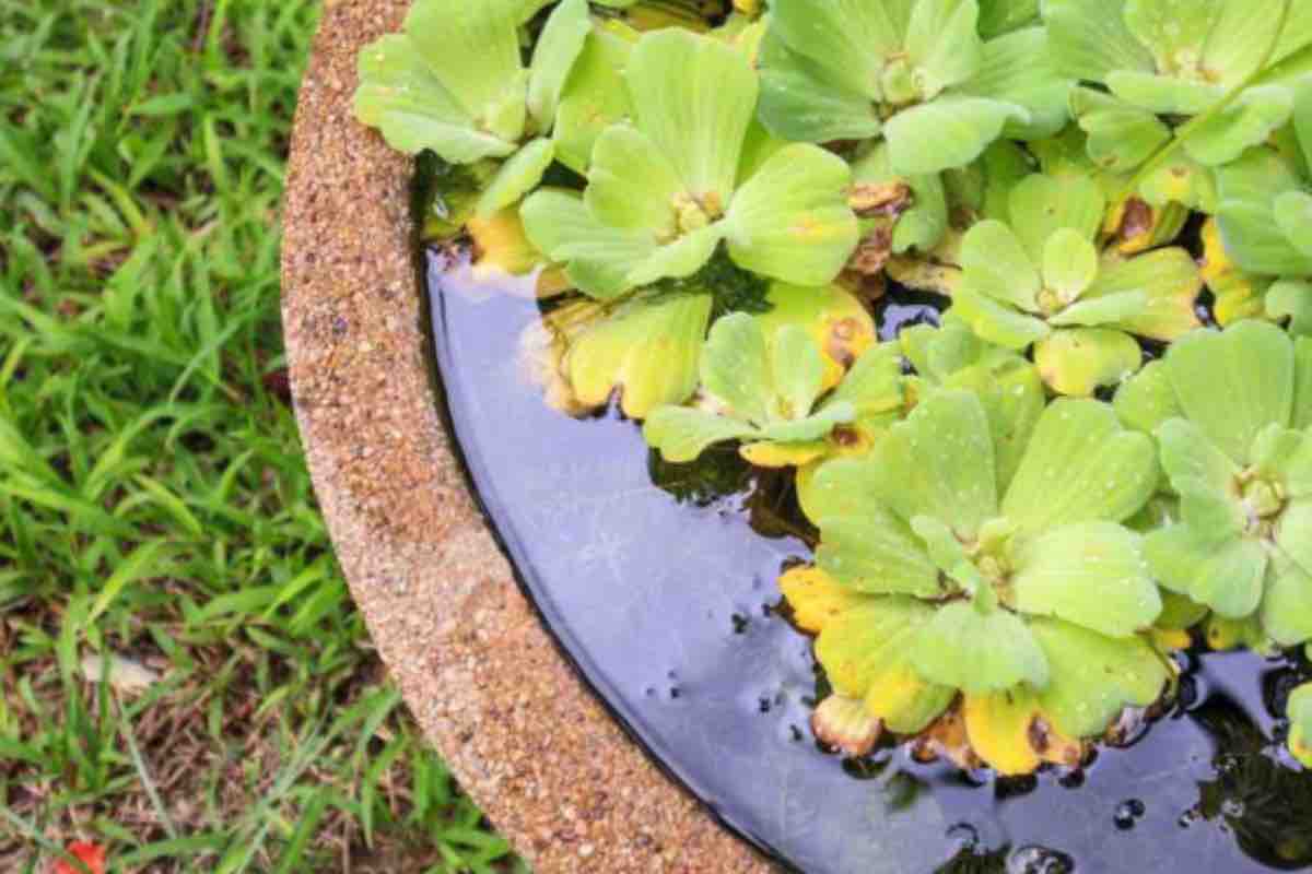 La guida per dare vita ad un laghetto per il giardino