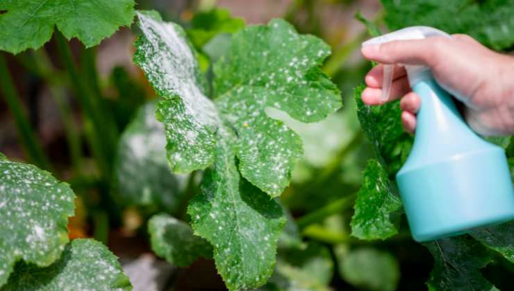 Ecco che cosa sapere sul nebulizzare l'acqua sulle piante