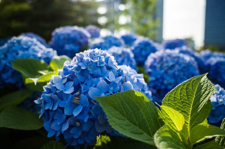 ortensie soluzione perfetta