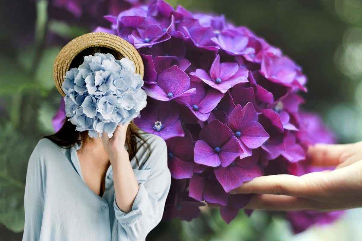 ortensie sempre rigogliose