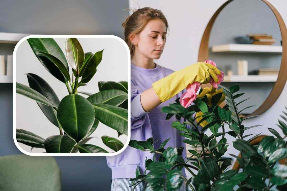 pulire foglie piante