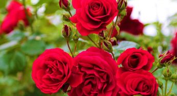 Meraviglioso questo metodo per coltivare le rose in vaso: vedrai che balcone colorato e romantico