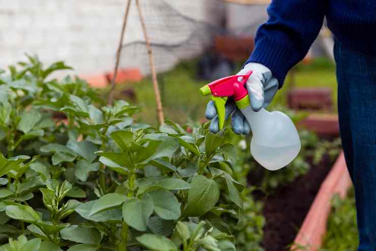 Solo fertilizzanti naturali