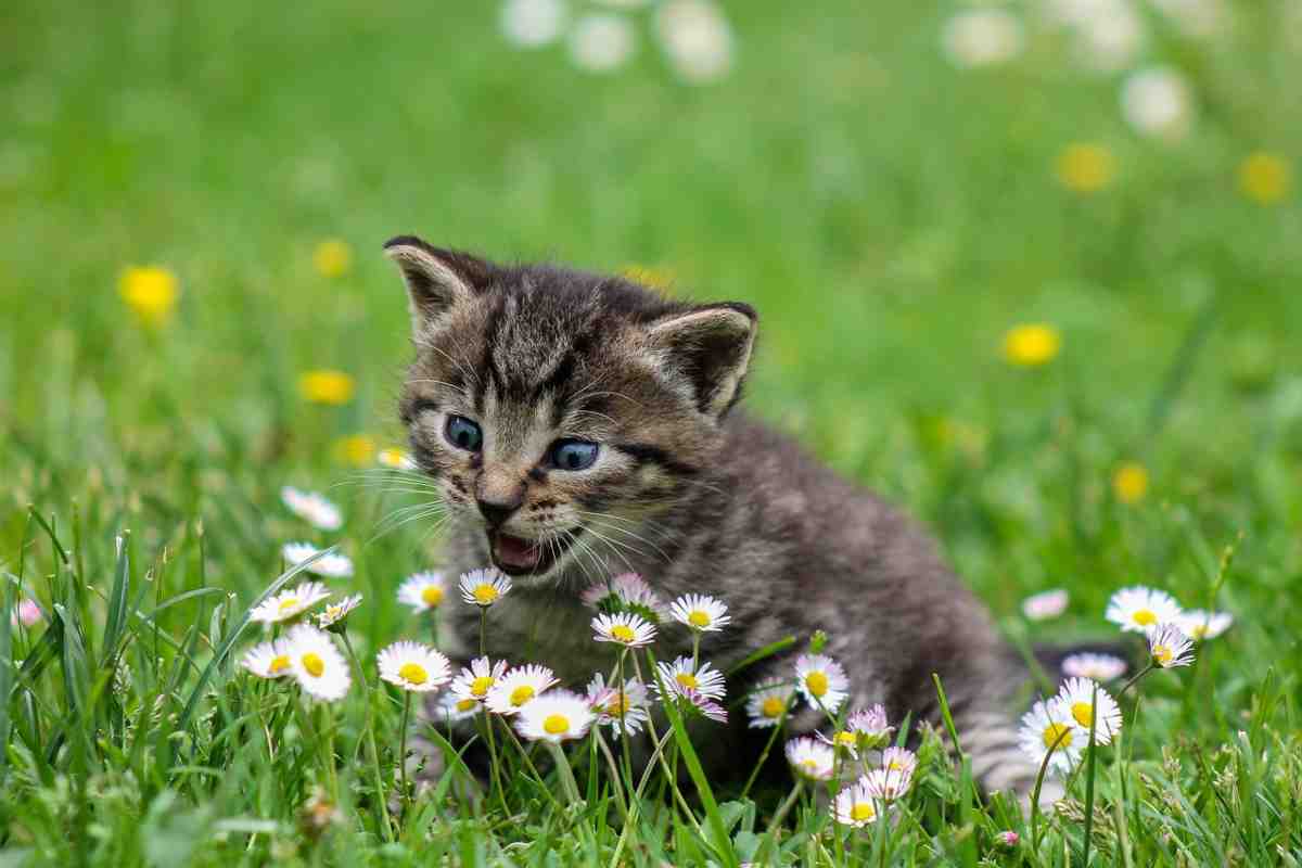 fiori nocivi per i gatti