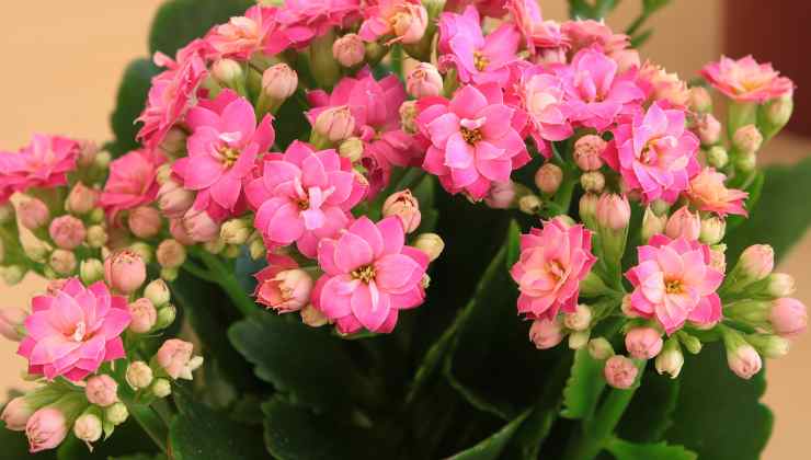 Perché scegliere la Kalanchoe come pianta da appartamento 