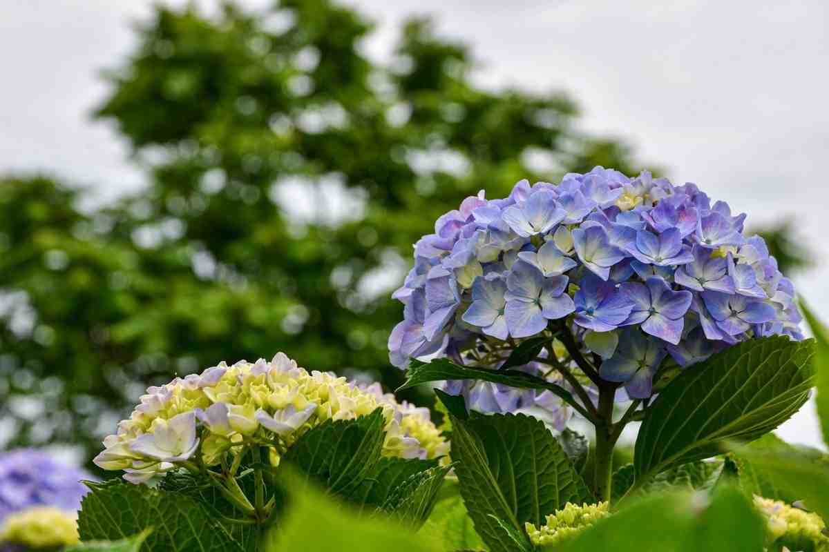 fiori estivi nocivi per i gatti