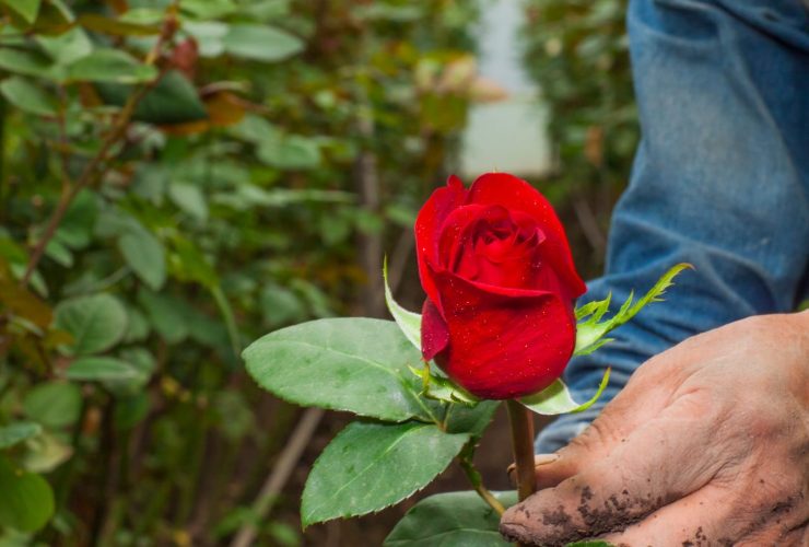 Rose non c'è solo la potatura da fare