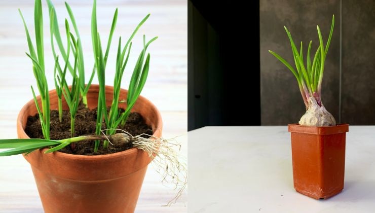 come coltivare aglio e cipolla in vaso