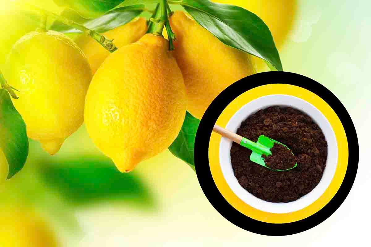 come coltivare pianta di limoni