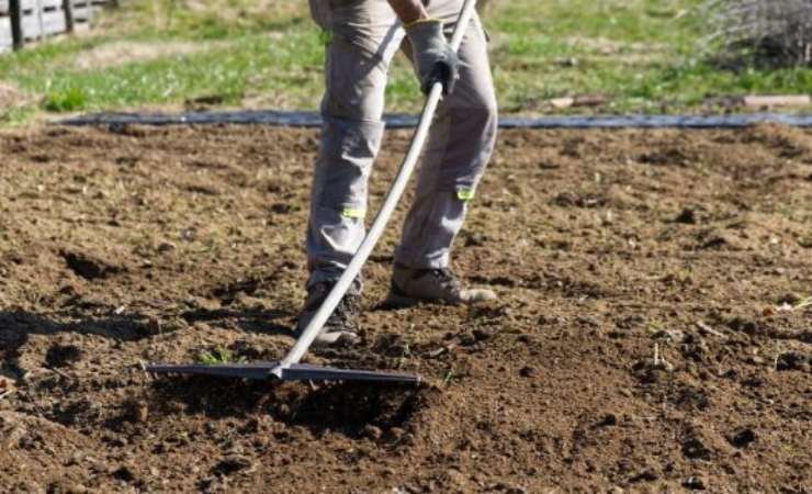 come disinfettare il terreno prima di piantare