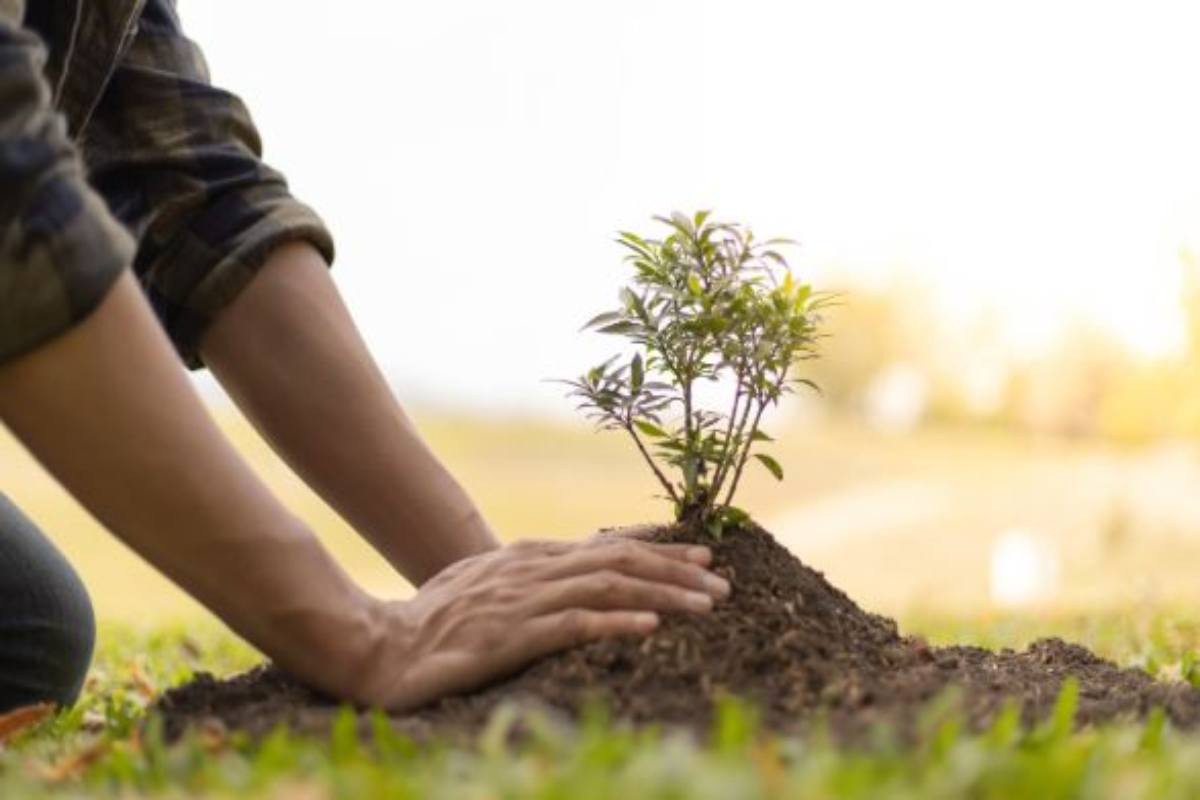 come disinfettare il terreno prima di piantare