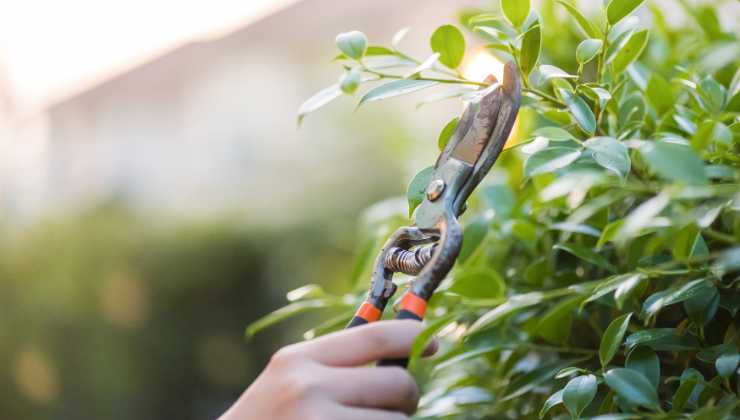 Dovete fare così per un giardino colorato e rigoglioso 