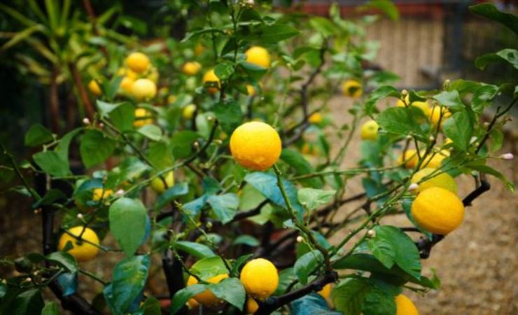 come coltivare pianta di limoni