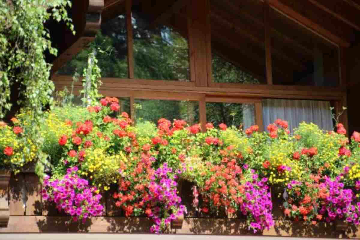piante da balcone resistenti al caldo estivo